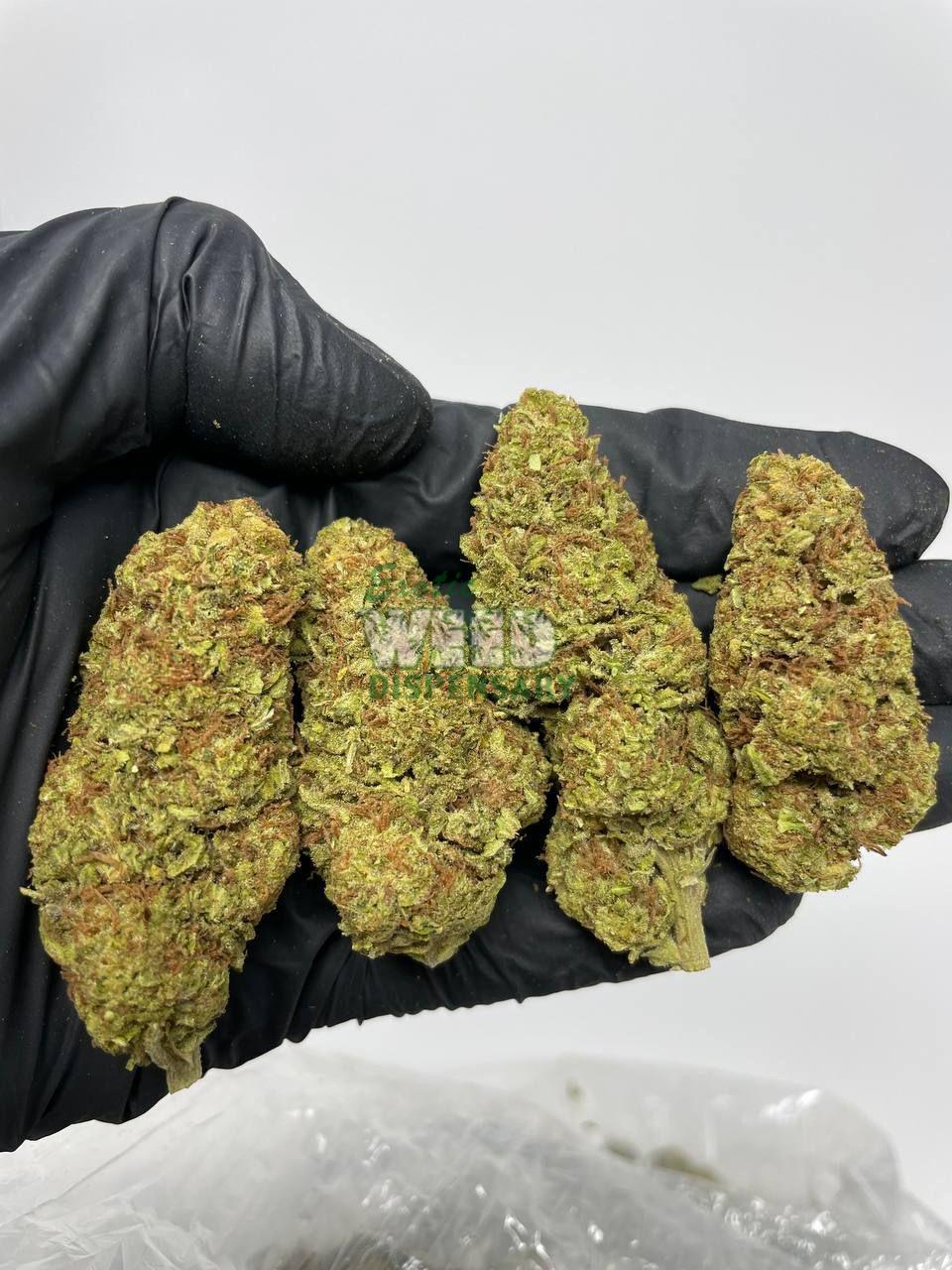 Durban-Poison.jpg