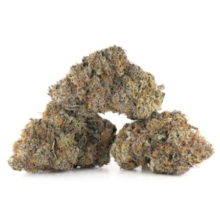Mimosa by Symbiotic Genetics