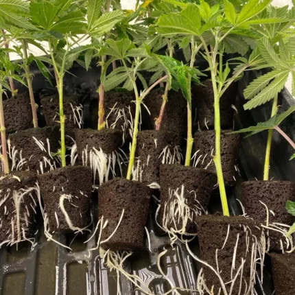 Wedding Cake Clones
